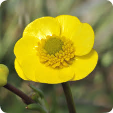 Attēlu rezultāti vaicājumam “Ranunculus flammula”