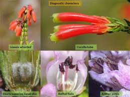 Attēlu rezultāti vaicājumam “Ericaceae”