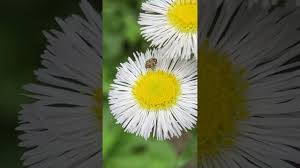 Attēlu rezultāti vaicājumam “Erigeron annuus flower”
