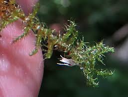 Attēlu rezultāti vaicājumam “Campylophyllum calcareum”
