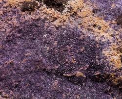 Attēlu rezultāti vaicājumam “Nectriopsis violacea”