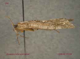 Attēlu rezultāti vaicājumam “Phryganeidae”