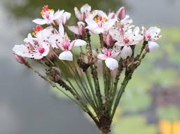 Attēlu rezultāti vaicājumam “Butomus umbellatus fruit”