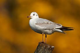 Attēlu rezultāti vaicājumam “Larus ridibundus”