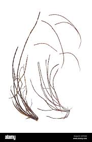 Attēlu rezultāti vaicājumam “Lemanea fluviatilis”