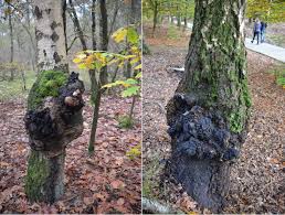 Attēlu rezultāti vaicājumam “Inonotus obliquus”