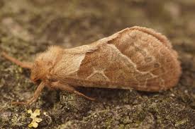 Attēlu rezultāti vaicājumam “Hepialidae”