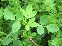 Attēlu rezultāti vaicājumam “Melilotus officinalis leaf”