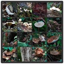 Attēlu rezultāti vaicājumam “Oligonema flavidum spores”