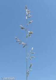 Attēlu rezultāti vaicājumam “Festuca psammophila”