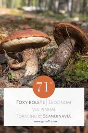 Attēlu rezultāti vaicājumam “Leccinum vulpinum”