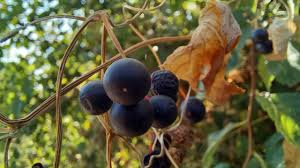 Attēlu rezultāti vaicājumam “Bryonia alba fruit”