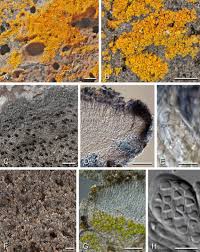 Attēlu rezultāti vaicājumam “Caloplaca scopularis”