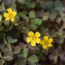 Attēlu rezultāti vaicājumam “Oxalis corniculata”
