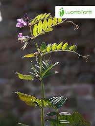 Attēlu rezultāti vaicājumam “Vicia sepium leaf”