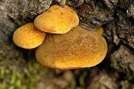 Attēlu rezultāti vaicājumam “Panellus serotinus”