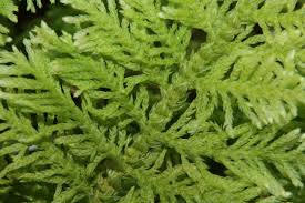 Attēlu rezultāti vaicājumam “Thuidium assimile”