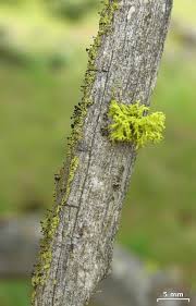 Attēlu rezultāti vaicājumam “Calicium viride”