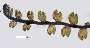 Attēlu rezultāti vaicājumam “Harpanthus flotovianus cells”