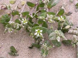 Attēlu rezultāti vaicājumam “Cerastium semidecandrum”