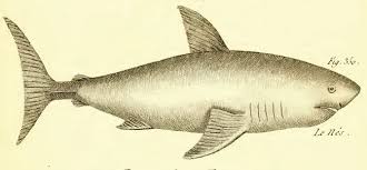 Image result for Lamna nasus