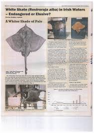 Image result for Rostroraja alba