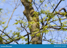 Attēlu rezultāti vaicājumam “Phellodendron amurense bud”