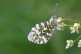 Attēlu rezultāti vaicājumam “Anthocharis cardamines underside”