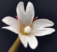 Attēlu rezultāti vaicājumam “Epilobium palustre leaf”
