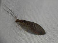 Attēlu rezultāti vaicājumam “Hemerobius perelegans”