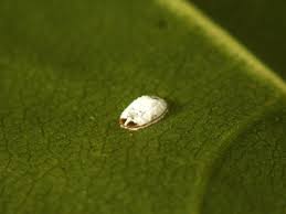 Attēlu rezultāti vaicājumam “Aleurochiton aceris”