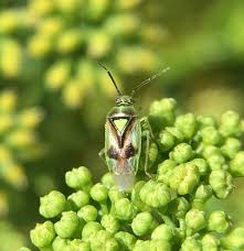 Attēlu rezultāti vaicājumam “Orthops campestris”