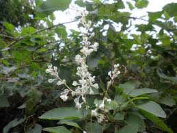 Attēlu rezultāti vaicājumam “Fallopia dumetorum”