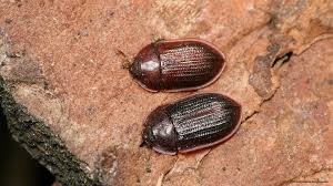 Attēlu rezultāti vaicājumam “Ostoma ferruginea”