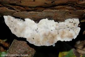 Attēlu rezultāti vaicājumam “Postia guttulata”