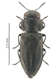 Attēlu rezultāti vaicājumam “Anthaxia quadripunctata”