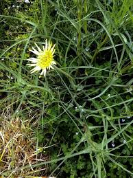 Attēlu rezultāti vaicājumam “Tragopogon heterospermus bud”