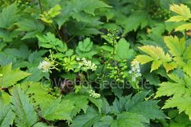 Attēlu rezultāti vaicājumam “Actaea spicata leaf”