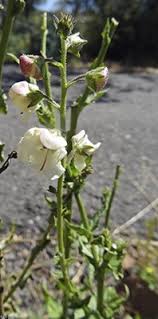 Attēlu rezultāti vaicājumam “Verbascum blattaria”