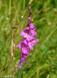 Attēlu rezultāti vaicājumam “Gladiolus imbricatus flower”