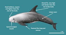 Image result for Grampus griseus