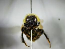 Attēlu rezultāti vaicājumam “Bombus”
