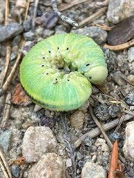 Attēlu rezultāti vaicājumam “Cimbex femoratus”