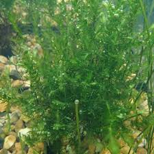 Attēlu rezultāti vaicājumam “Fontinalis antipyretica”