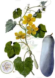 Attēlu rezultāti vaicājumam “Cucurbitaceae”