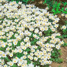 Attēlu rezultāti vaicājumam “Anemone sylvestris”