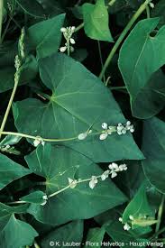 Attēlu rezultāti vaicājumam “Fallopia convolvulus”