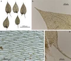 Attēlu rezultāti vaicājumam “Plagiothecium sp.”