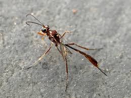 Attēlu rezultāti vaicājumam “Ichneumonidae imago”