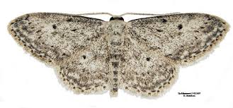 Attēlu rezultāti vaicājumam “Idaea seriata”